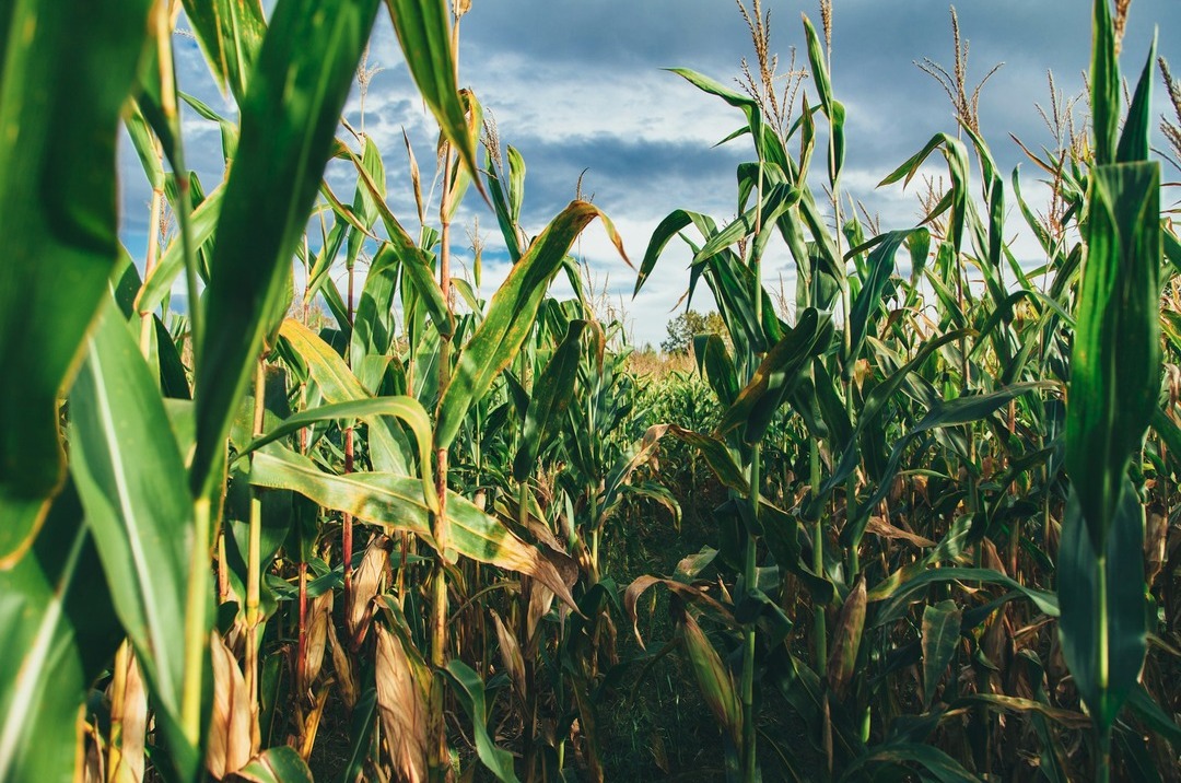 « Réapprendre est la clé de voûte du passage à une agriculture plus vertueuse »